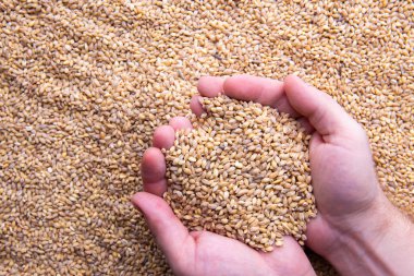 Soluk Pilsener Malt tahıl portre görünümünde eller