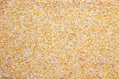 Kuru sarı bezelye arka plan doku