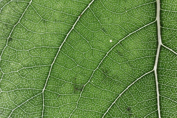 Widok z bliska na zielony liść — Zdjęcie stockowe
