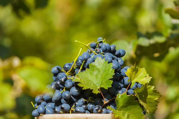 Blue grapes in bucket after harvest — Stock Photo, Image