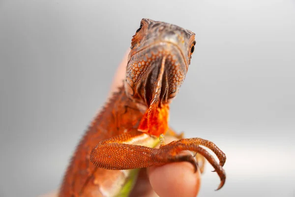 Kadın holding sarı iguana onun elinde. — Stok fotoğraf