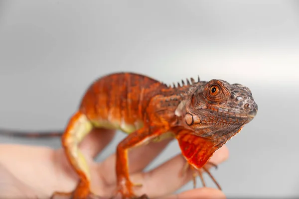 Woman holding yellow iguana in her hands. — Stock Photo, Image