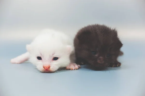 Little kittens on gray background