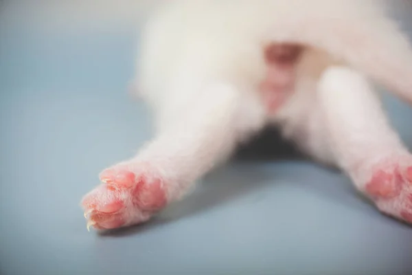 Little white kitty rear view paws and tail, anus, closeup — Stock Photo, Image