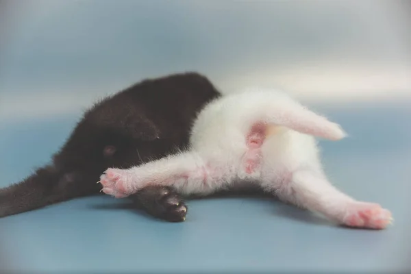 Piccolo gattino bianco e nero vista posteriore zampe e coda, ano, primo piano — Foto Stock