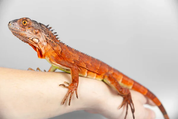 Donna che tiene l'iguana gialla tra le mani . — Foto Stock