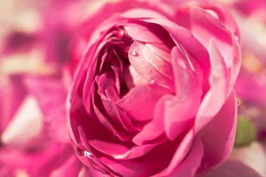 hassas yumuşak pembe ve beyaz gül çiçek closeup üstten görünüm