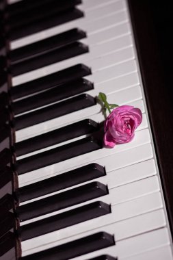 piyano klavye üzerinde pembe güzel gül. Müzik arka plan
