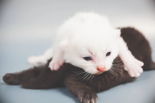 Pequenos gatinhos no fundo cinza — Fotografia de Stock