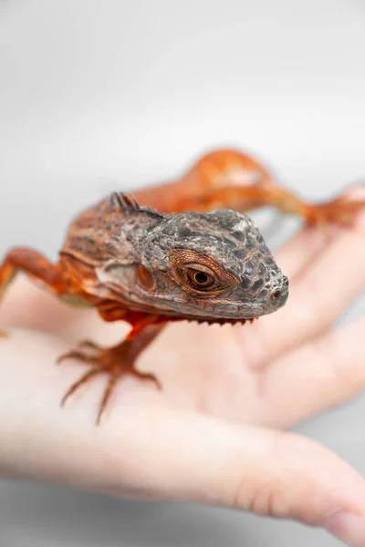 Kadın holding sarı iguana onun elinde. — Stok fotoğraf