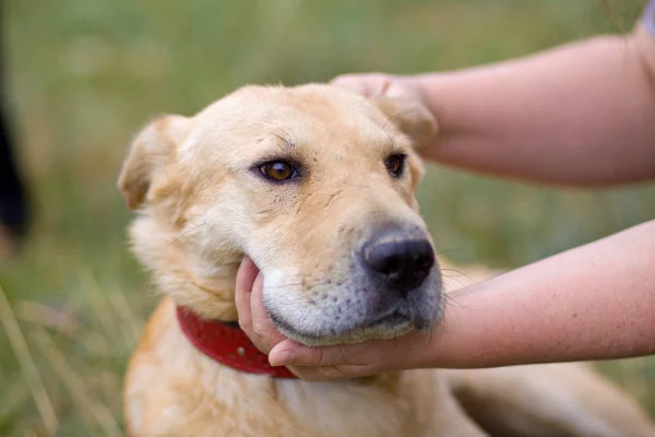 Female hand patting dog head. Love between dog and human — Stock Photo, Image