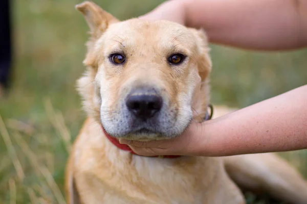 Female hand patting dog head. Love between dog and human — Stock Photo, Image