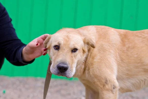 Mano femenina acariciando cabeza de perro. Amor entre perro y humano — Foto de Stock