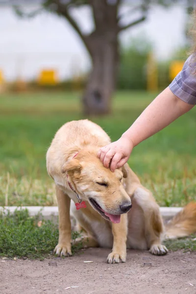 female hand patting big old dog head. Love between dog and human, closeup