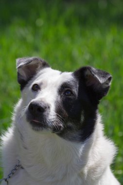 yüzünde siyah nokta şişman beyaz köpek portrate güneşli gün closeup, yeşil çim çayırda eğlenelim