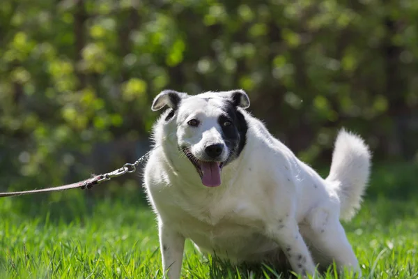 Fat white dog with black spot on face have fun in green grass — Stock Photo, Image