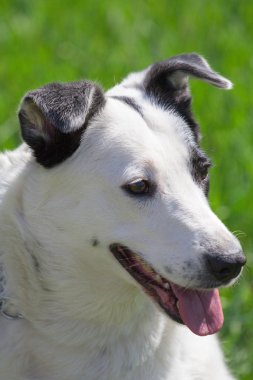 Yüzünde siyah nokta ile şişman beyaz köpek var eğlenceli yeşil çim