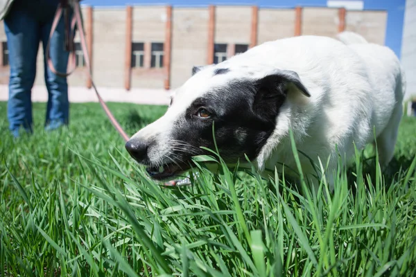 Fat white dog with black spot on face have fun in green grass — Stock Photo, Image