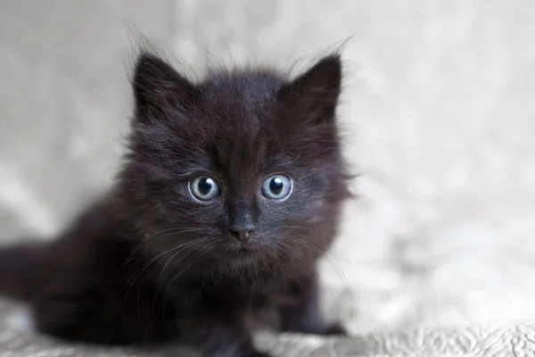 Piccolo gattino peloso nero carino con grandi occhi blu alla ricerca della fotocamera — Foto Stock