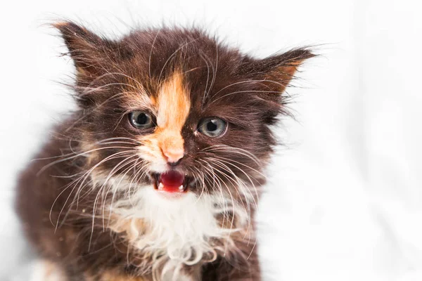 Piccolo tre colori soffice carino gattino con occhi azzurri alla ricerca della fotocamera — Foto Stock