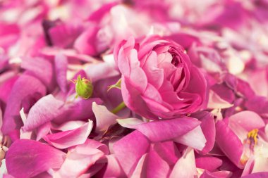 pembe ve beyaz gül yaprakları rastgele dağılmış ve portre çiçek