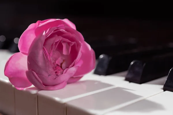 粉红色美丽的玫瑰钢琴键盘上。音乐背景 — 图库照片