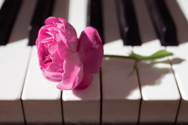 Rosa bella rosa sulla tastiera del pianoforte. Contesto musicale — Foto Stock