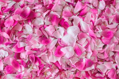hassas yumuşak pembe ve beyaz gül yaprakları rastgele dağılmış