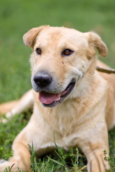 Porträt eines müden großen alten bleichen Hundes, der im Freien auf dem Gras ruht — Stockfoto