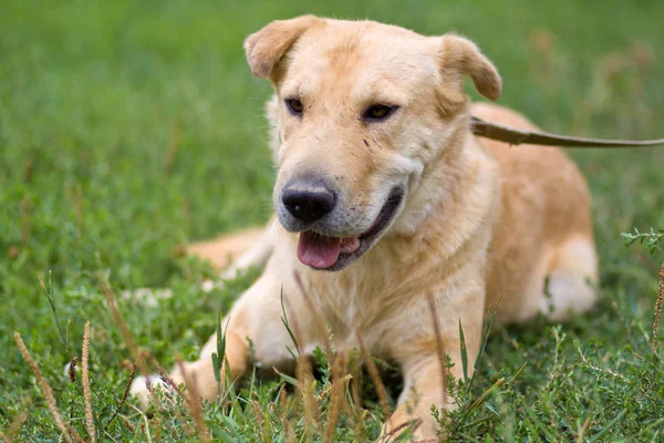 Retrato de viejo perro pálido cansado grande descansando en la hierba al aire libre — Foto de Stock