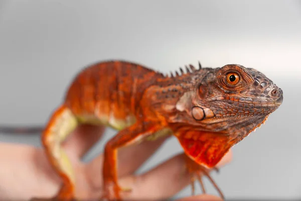 Kadın holding sarı iguana onun elinde. — Stok fotoğraf