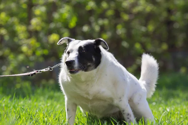 Fat white dog with black spot on face have fun in green grass — Stock Photo, Image