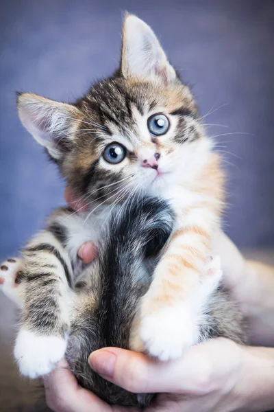 Retrato de gatinho gato em mãos — Fotografia de Stock