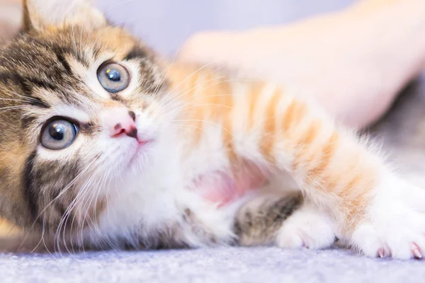 Retrato Gato Gatito Descansando Divertido Primer Plano Enfoque Suave Poca — Foto de Stock