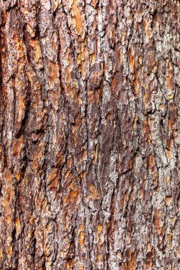 eski ahşap ağaç doku arka plan