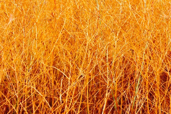 Żółty jesienny suchej trawy kwiatowy tło — Zdjęcie stockowe