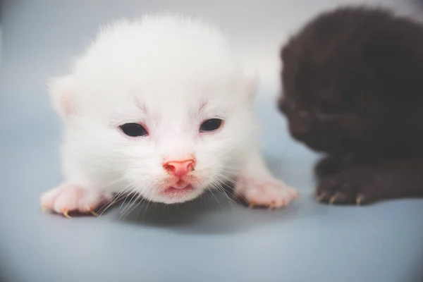 Little kittens on gray background — Stock Photo, Image