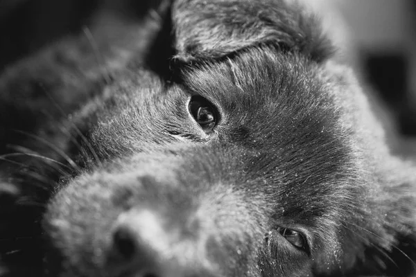 Triste ojos negro cachorro acostado en el suelo primer plano retrato — Foto de Stock