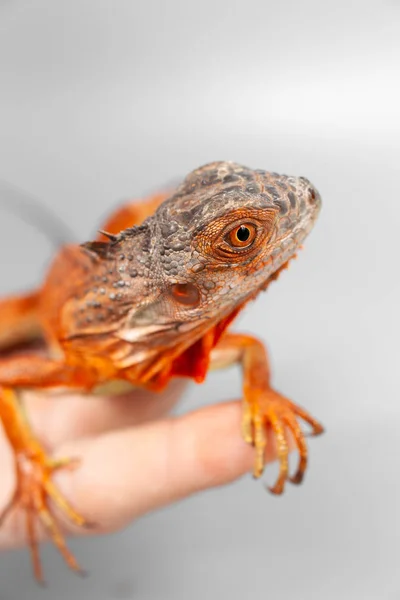 Kadın holding sarı iguana onun elinde. — Stok fotoğraf