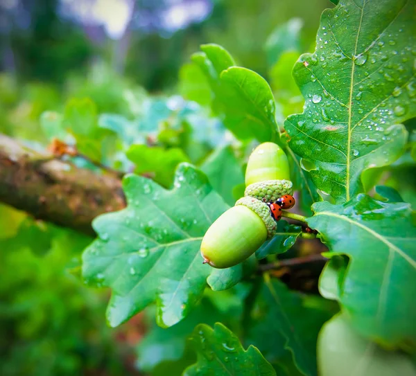 Meşe palamudu ve iki Ladybugs üzerinde bir meşe ağacı closeup bahar
