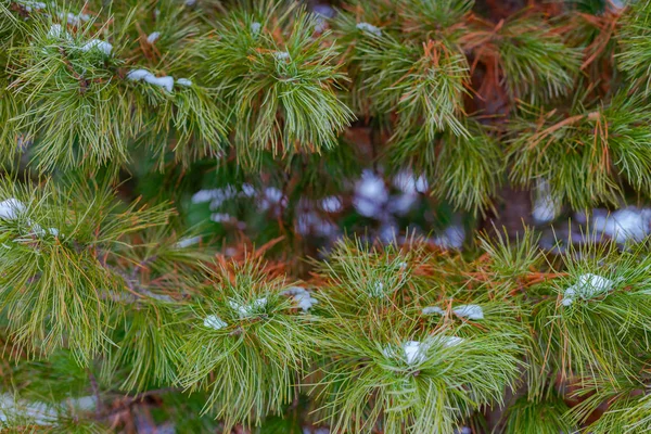 Fondo de Navidad con nieve en el brunch de pino verde —  Fotos de Stock