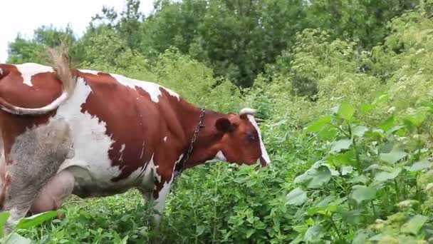 Βοοειδή κόκκινη αγελάδα βοσκή σε ένα λιβάδι. Βοοειδή χορτολιβαδικές εκτάσεις βοσκοτόπων — Αρχείο Βίντεο