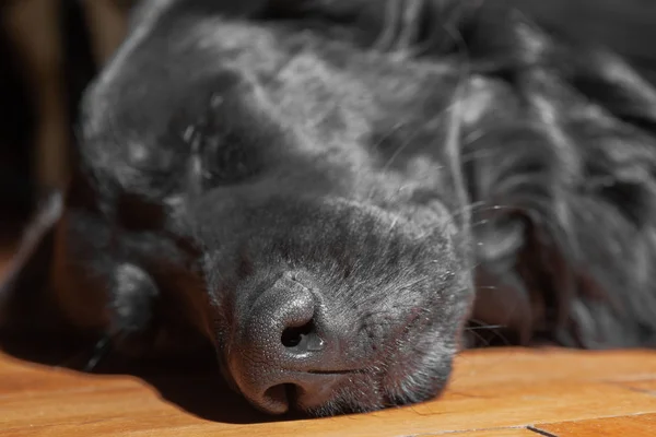 Negro perro acostado en el suelo — Foto de Stock