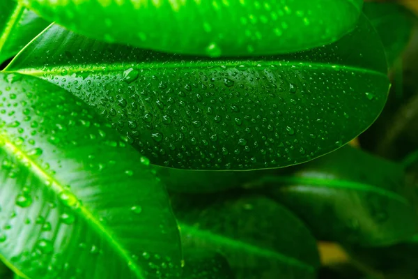Folha verde fresca com gotas. Imagem abstrata no fundo da natureza Imagens Royalty-Free