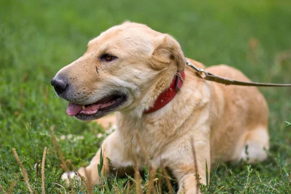 Retrato de viejo perro pálido cansado grande descansando en la hierba al aire libre — Foto de Stock
