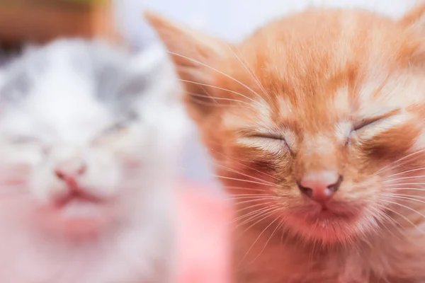 Kleine schmutzige kranke Kätzchen im Tierheim — Stockfoto
