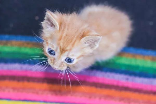 Sığınaktaki küçük kirli hasta yavru kedi — Stok fotoğraf