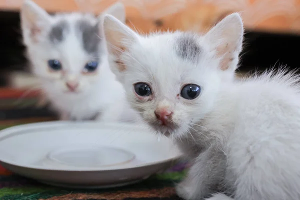 Pequeños gatitos enfermos sucios en el refugio — Foto de Stock
