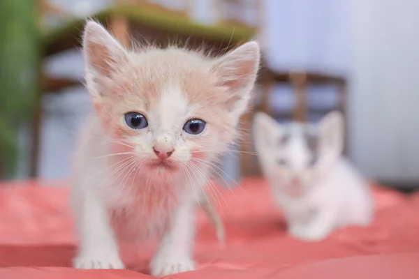 Little dirty sick kittens in the shelter — Stock Photo, Image
