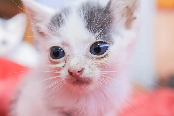 Little dirty sick kittens in the shelter — Stock Photo, Image